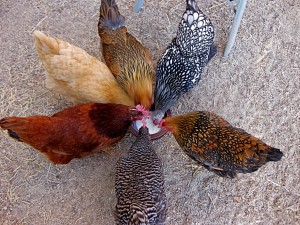 Chickens-breeds-1024x768