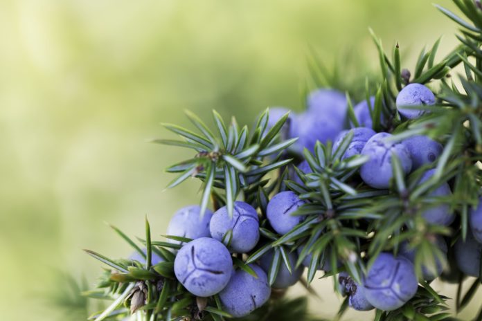 juniper-berries-poisonous