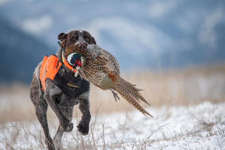 2021 Pheasant Hunting Forecast