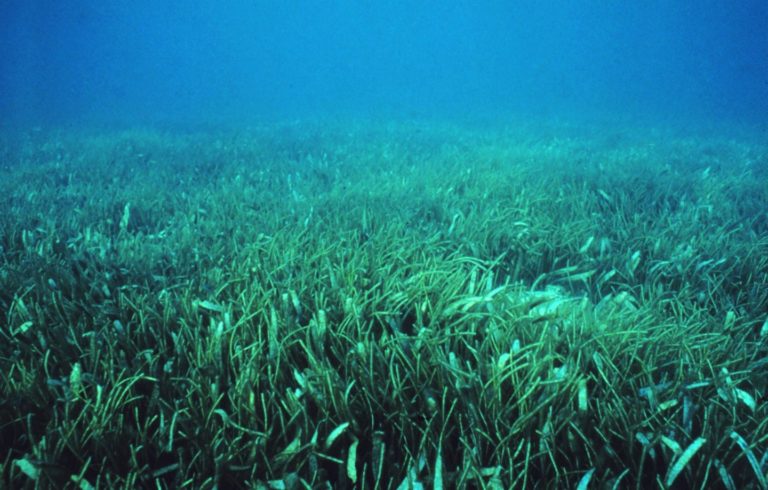 Rising Sea Levels Could Mean Trouble for Carolina Seagrasses and Their Fisheries