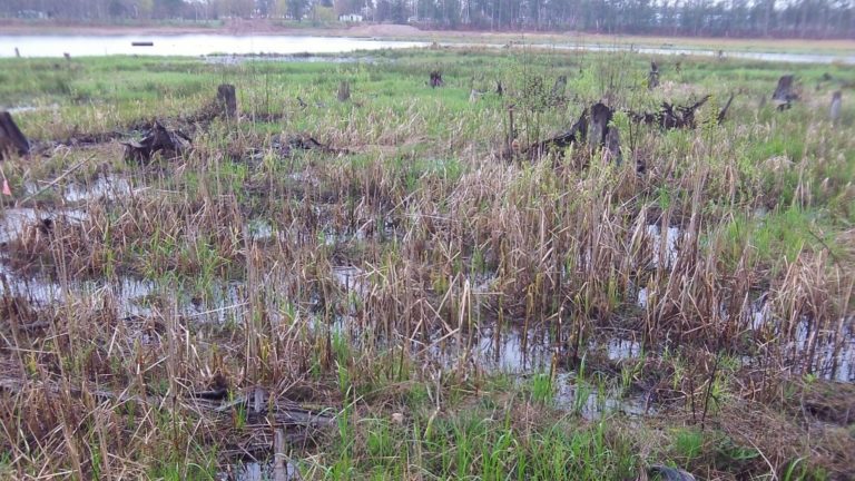 Harvesting Cattail Shoots