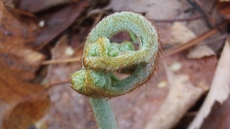 Bracken Fern Fiddlehead