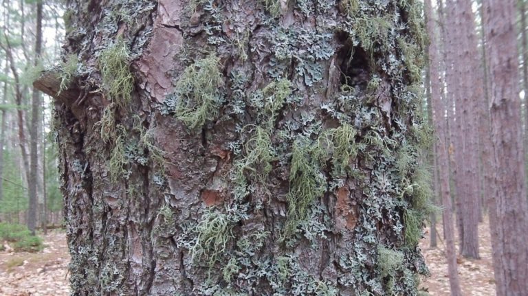 Old Man’s Beard – Medicinal Lichen