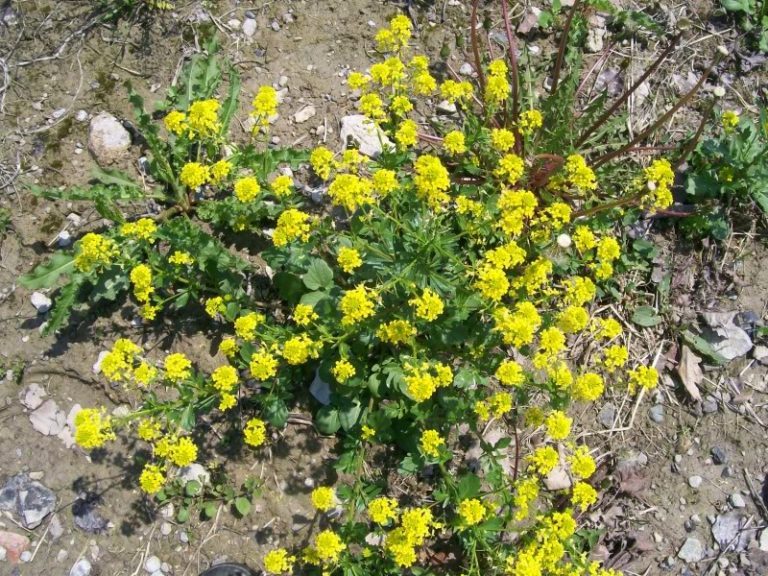 Winter Cress