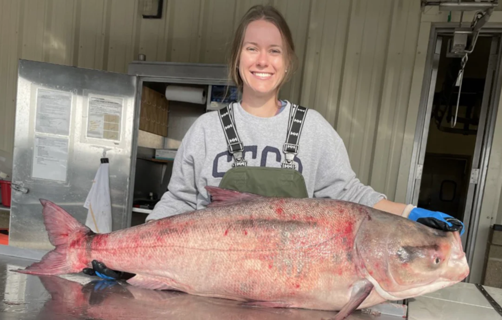 Invasive 82-Pound Bighead Carp Caught in Oklahoma Had More Than 10 ...