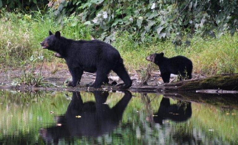 If The Delaware Water Gap Is Designated As The Countrys Newest National   Delaware Water Gap Black Bears 1024x622 XH8Pko 768x467 