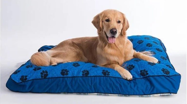 For Your Pet: MyPillow Dog Beds And Dog Blankets On Sale (Up To 50% Off!)