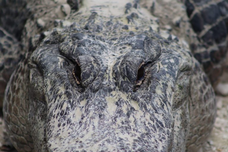 Florida Driver Dies After a Collision with an 11-Foot Alligator