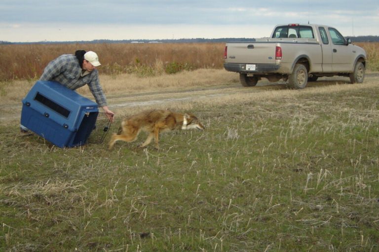 Could Red Wolves Actually Improve Deer Populations and Hunting in the Southeast?