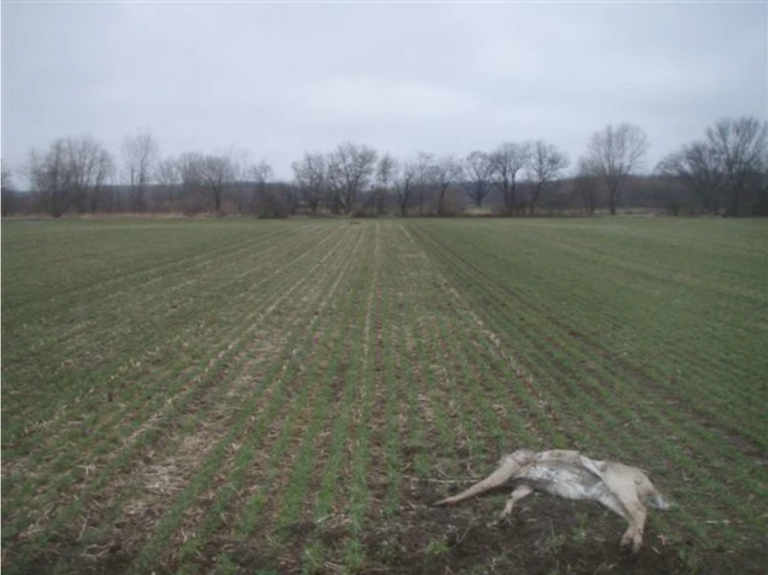 Lightning Strike Kills Herd of Deer, a Wild Story from the OL Archives