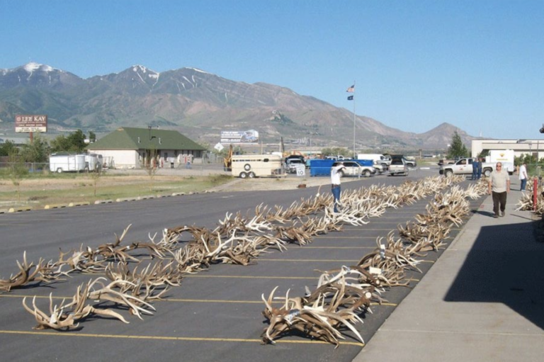 Six Years Worth of Antlers and Bobcat Furs Seized from Utah Poachers Will Be Auctioned to the Public