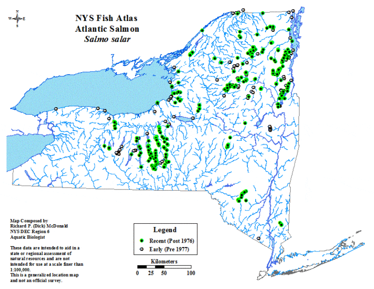 New York State Is Rearing 26,000 Atlantic Salmon Smolts in Net Pens to Help Them Spawn as Adults