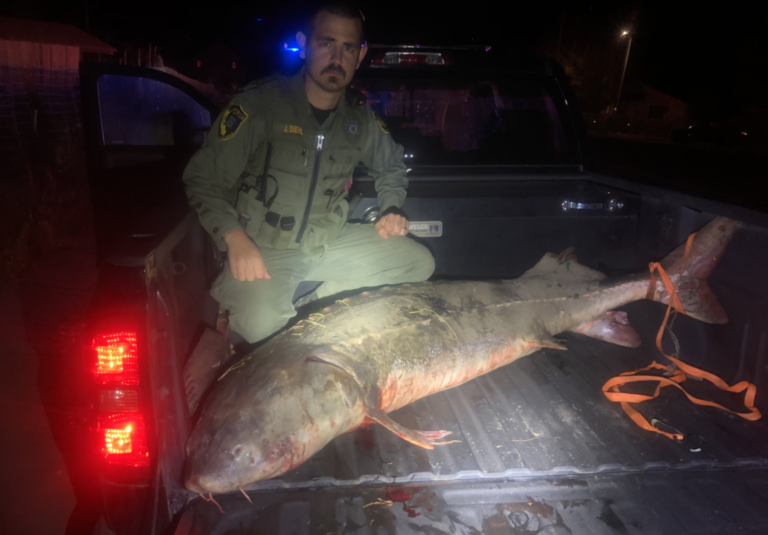 7-Foot Sturgeon Discovered in Poacher’s Sedan, Nine Men Arrested in Connection with Massive Illegal Caviar Operation