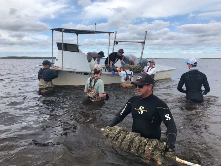 North Carolina’s New River Oyster Highway Turned a Dead Zone Into a Seatrout Fishing Hotspot