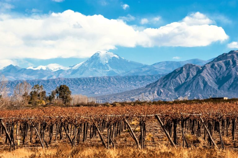 Patagonia Can Pull Off a Puffy, What About a Pinot? Provisions Adds Natural Wine Lineup