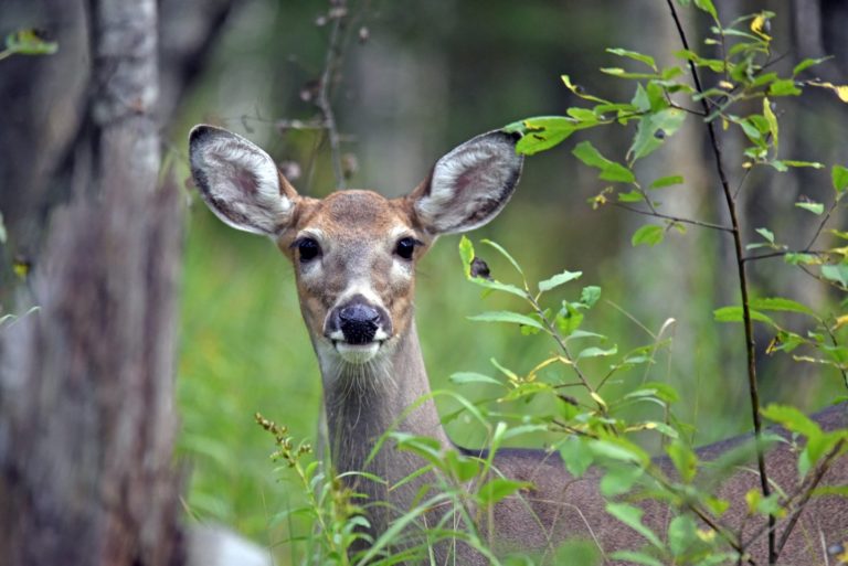 NPS Considers Adding Wolves or Bears to Washington D.C. Area to Reduce Deer Population? Not Really