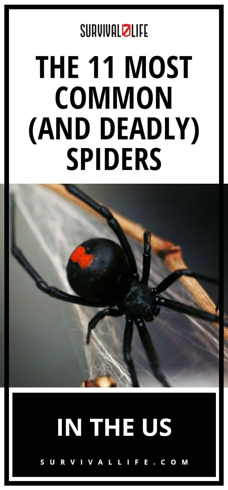 The 11 Most Common (And Deadly) Spiders In The U.S.