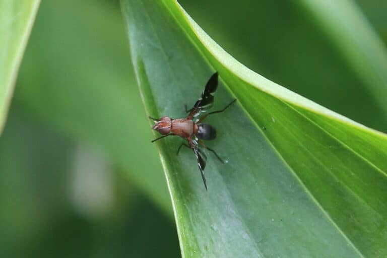 Beneficial Insects for Garden Pest Control