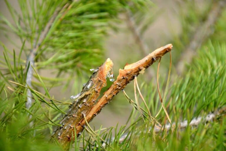 7 Survival Uses Of Pine Resin