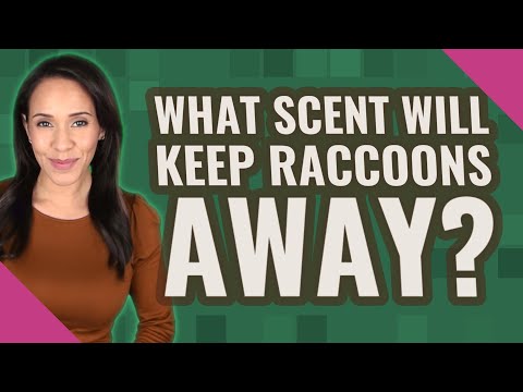 Does Bleach Keep Raccoons Away?