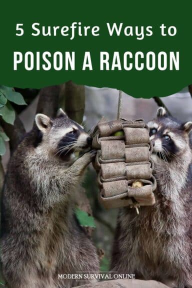 5 Surefire Ways to Poison a Raccoon