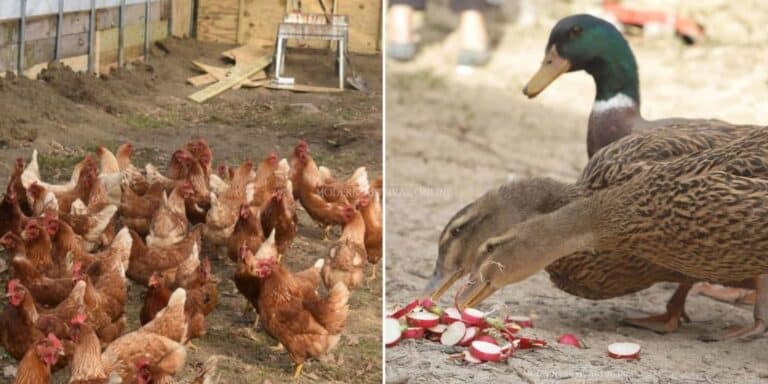 Raising Chickens vs. Ducks – I Look at Every Aspect