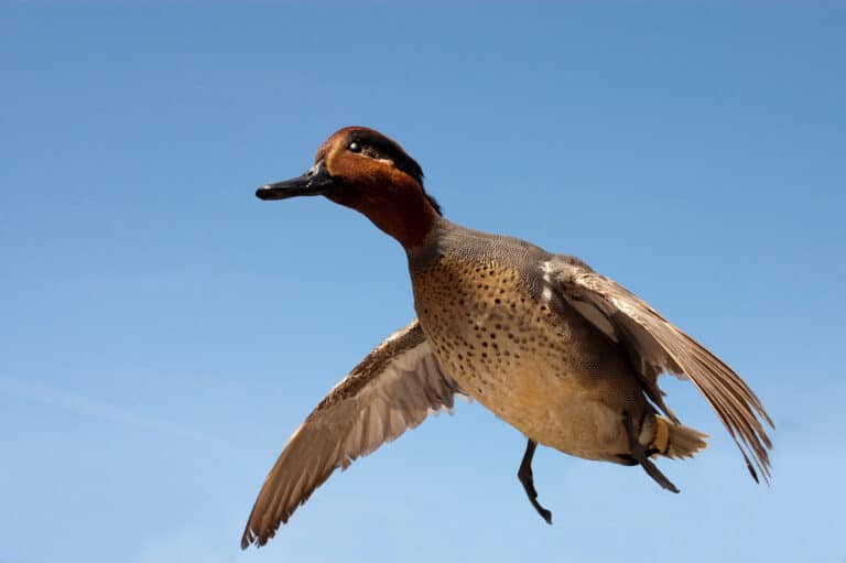 Researchers Build ‘Zombie Duck Drones’ and Robot Pheasants Out of Taxidermied Birds