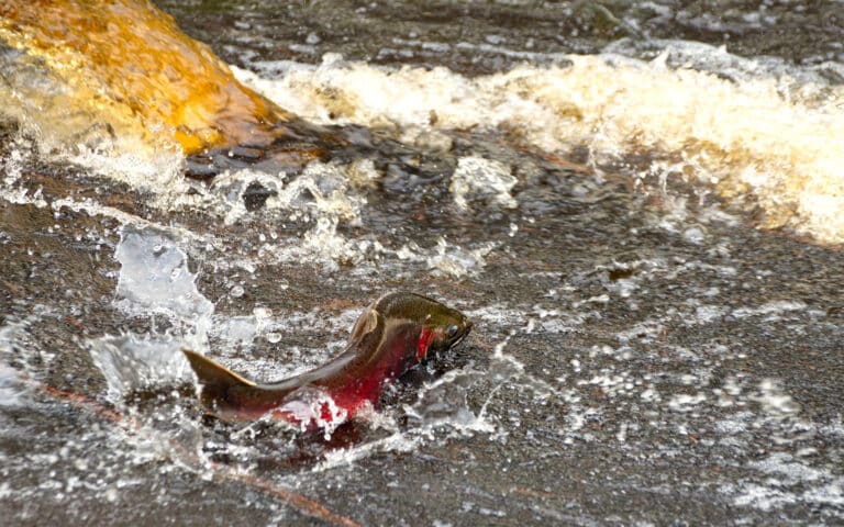 Salmon Are Returning to the Undammed Upper Klamath River Even Sooner than Expected