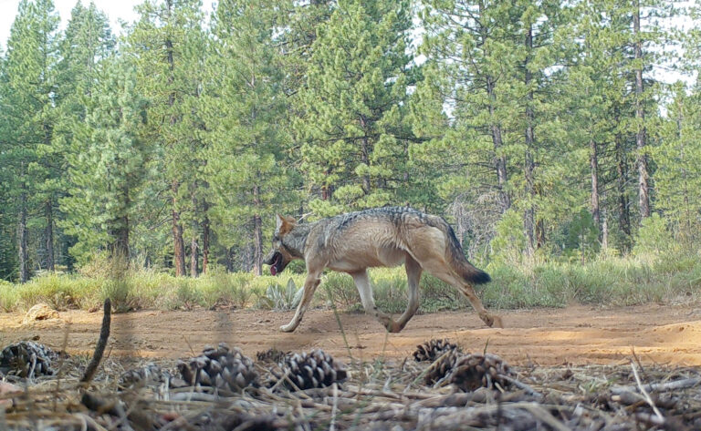 California’s Third New Wolf Pack This Year Discovered in the Sierra Valley