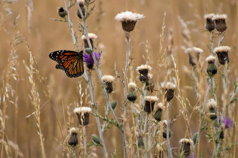 Feds Propose Listing the Monarch Butterfly Under the Endangered Species Act