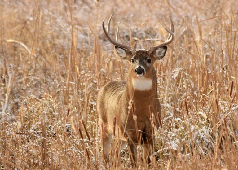 Feds Are Officially Reimbursing Hunters Who Shoot Non-Tox on These 7 Refuges